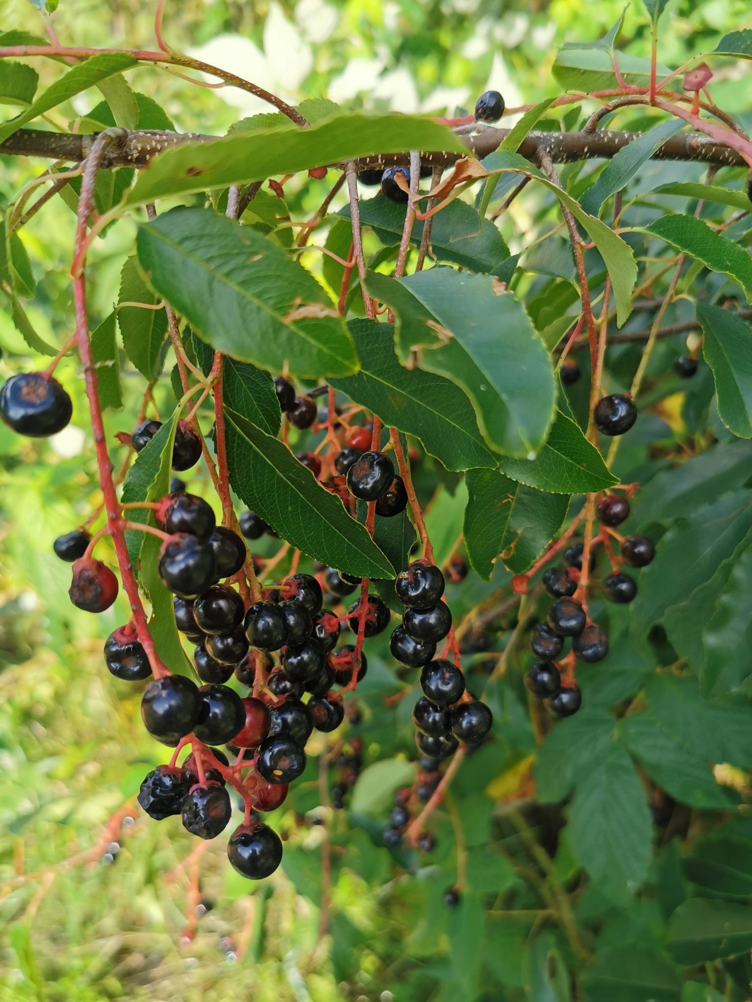 Prunus serotina ssp. capuli